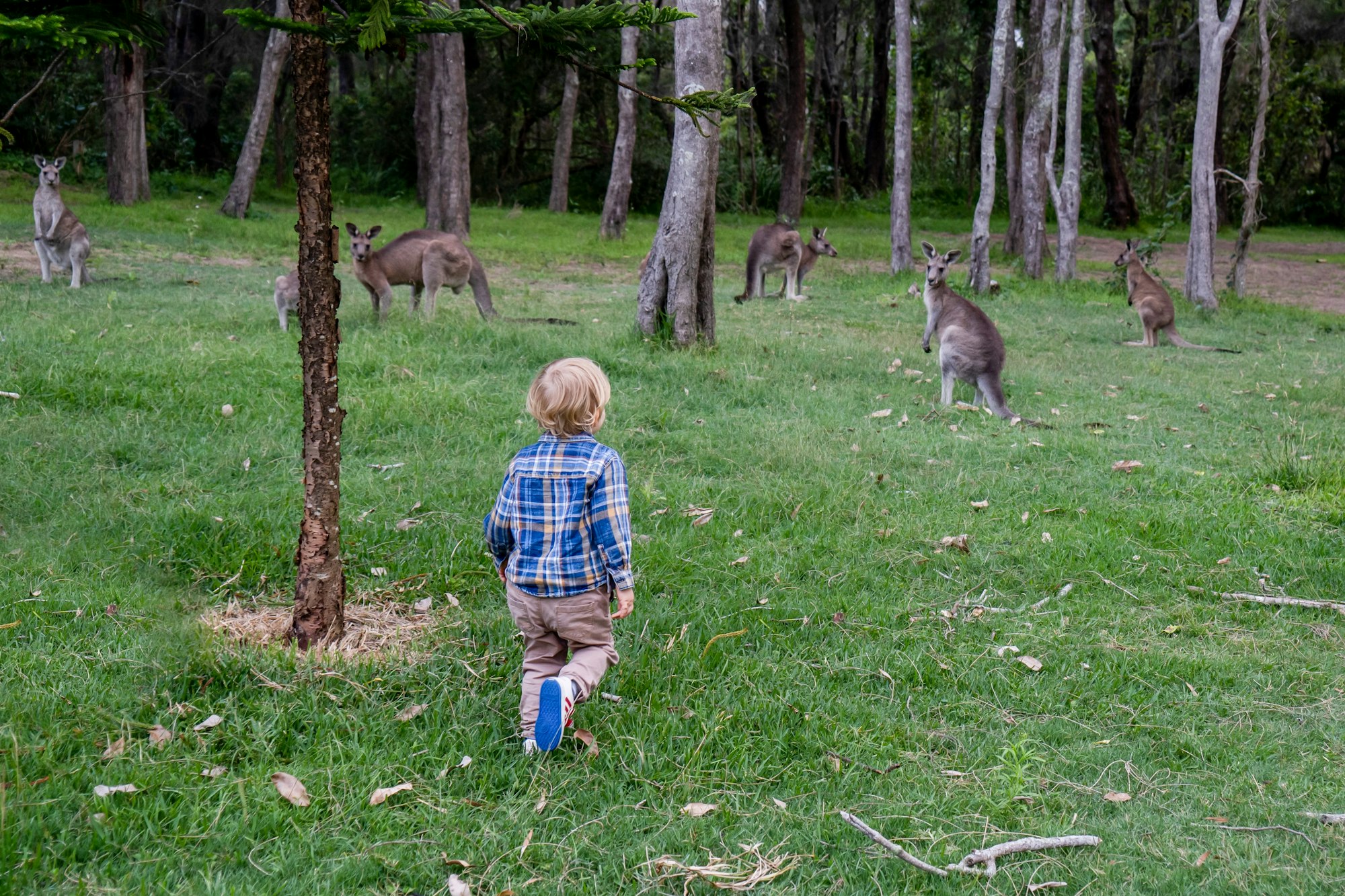 A curious toddler boy and kangaroos in the bush. Australian wildlife. Camping in Australia