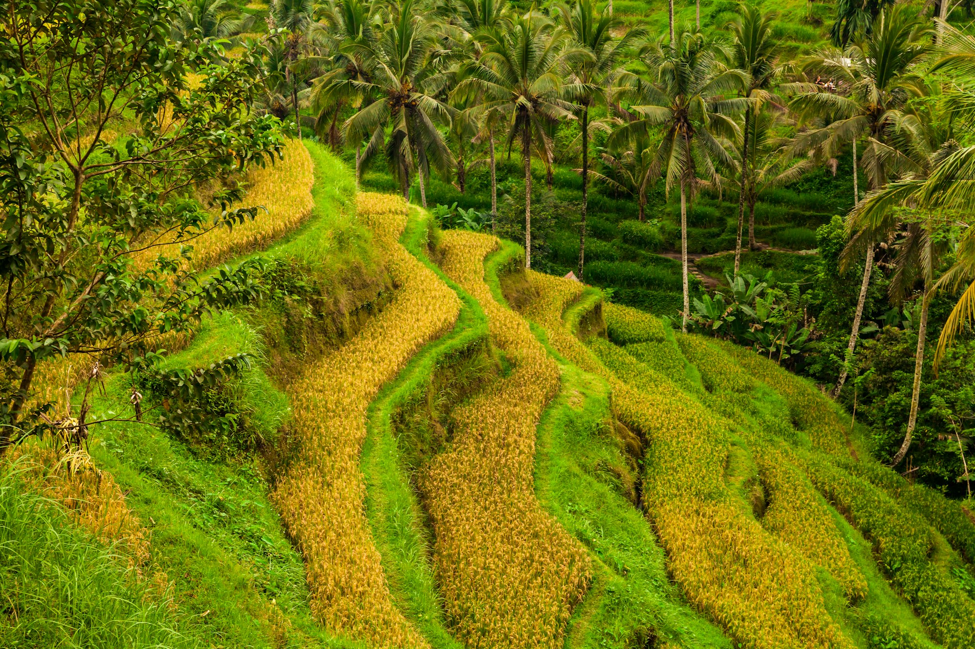 Beautiful rice terraces at Tegalalang village, Ubud, Bali.