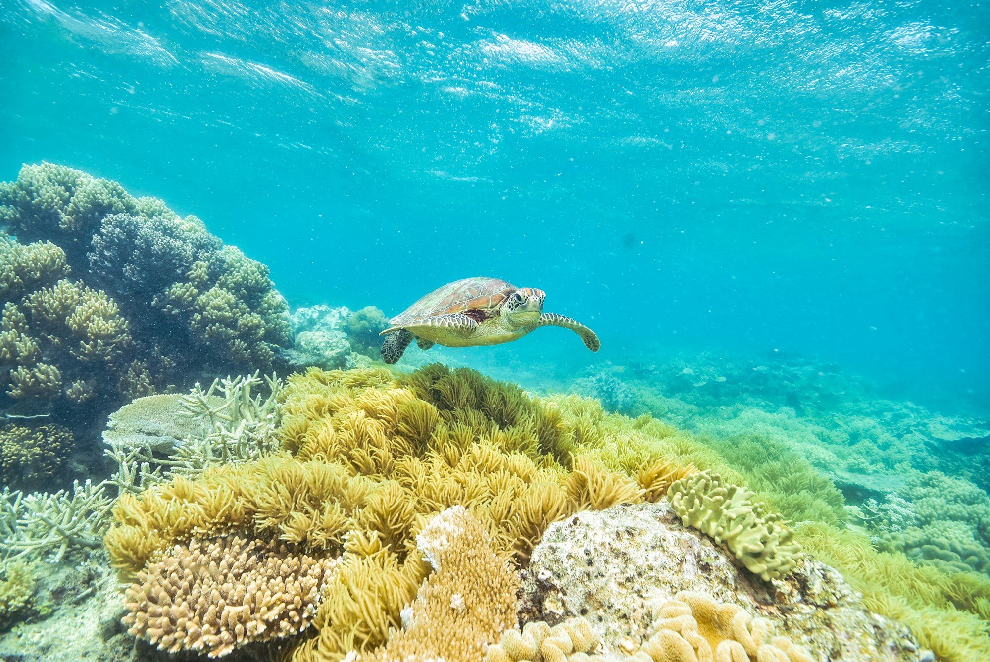 green turtle in the great barrier reef