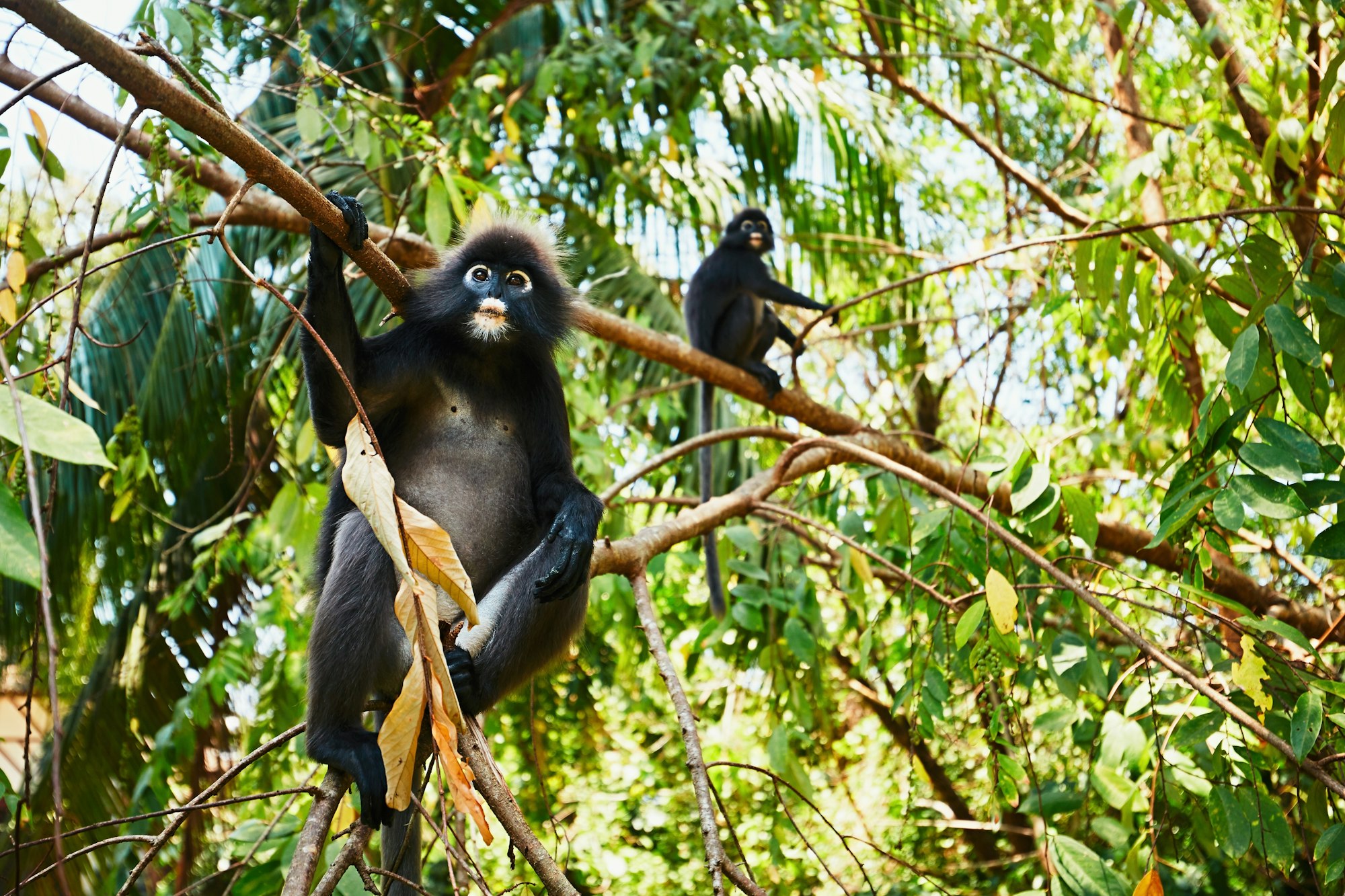 Two gibbons on a tree in the Malaysian jungle.