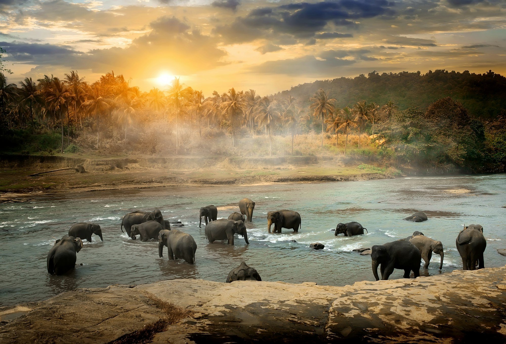 Wildlife in jungles