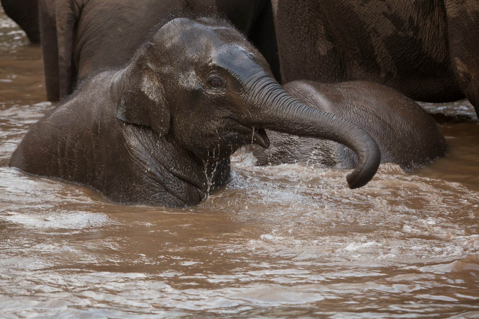 Asian elephants, Bandhavgarh National Park, India