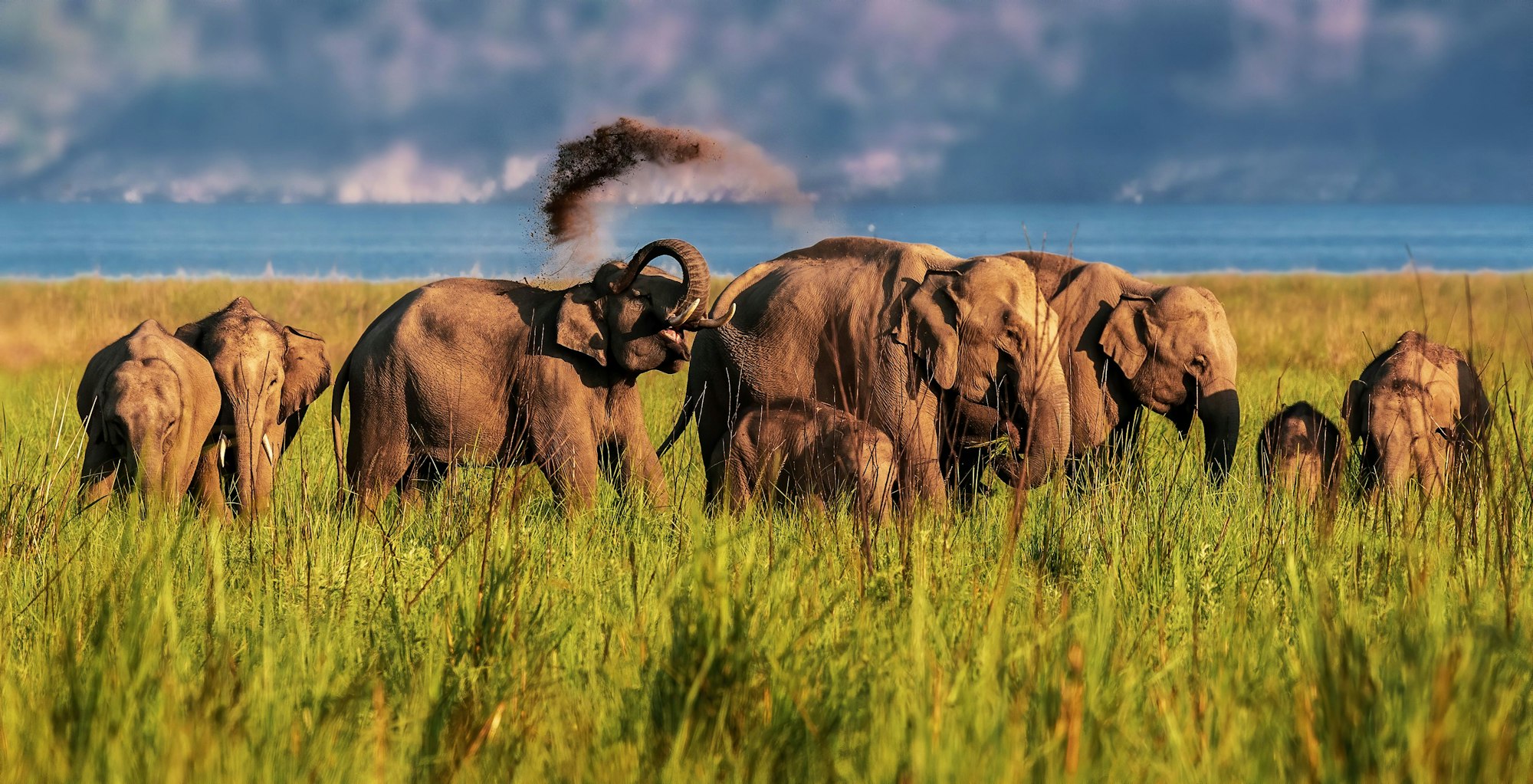 Beautiful shot of a herd of Indian elephants walking in green grass at golden sunset