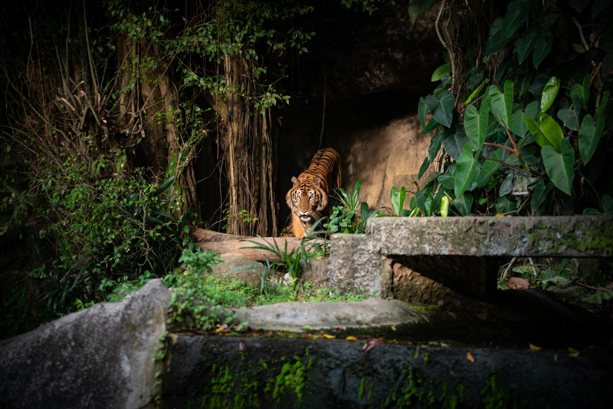 Bengal Tiger, large carnivore wildlife in forest