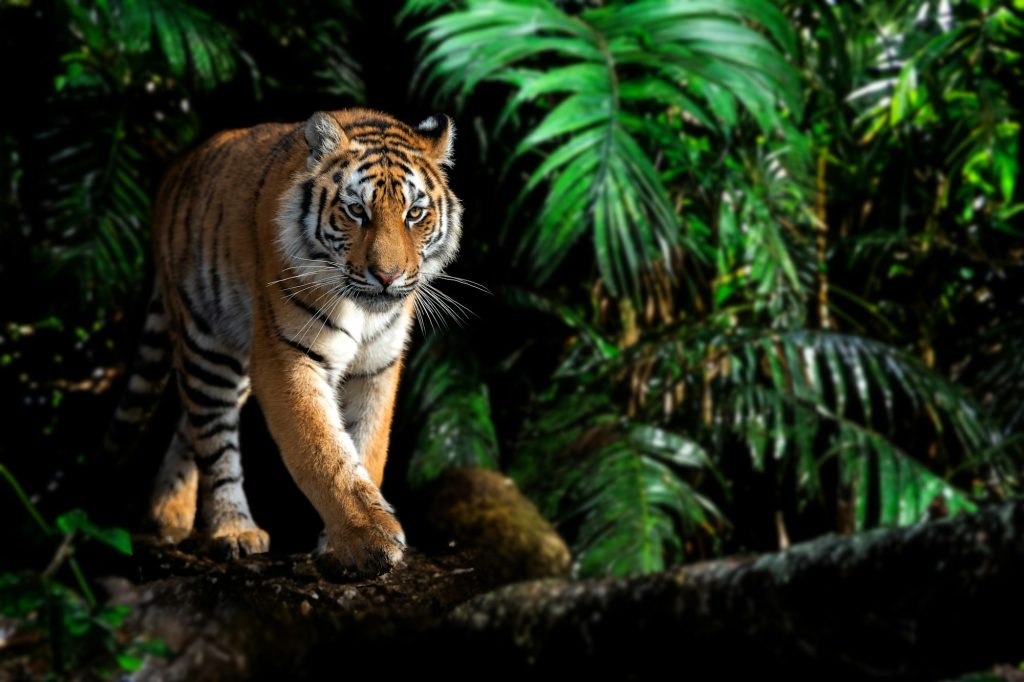 Close adult tiger portrait in jungle