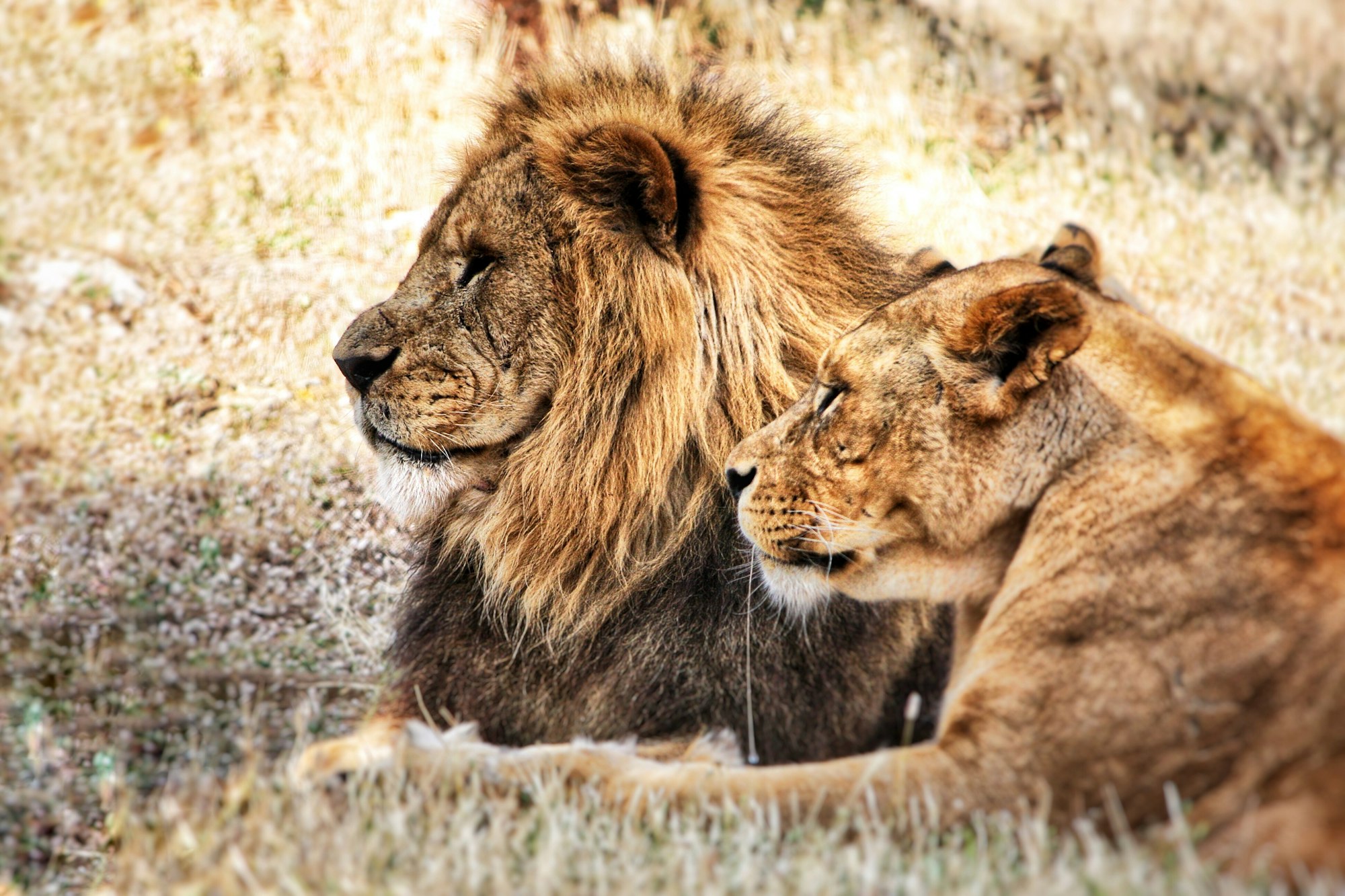 Couple of lions, lion and lioness laying in the Gir National Park, Gujarat