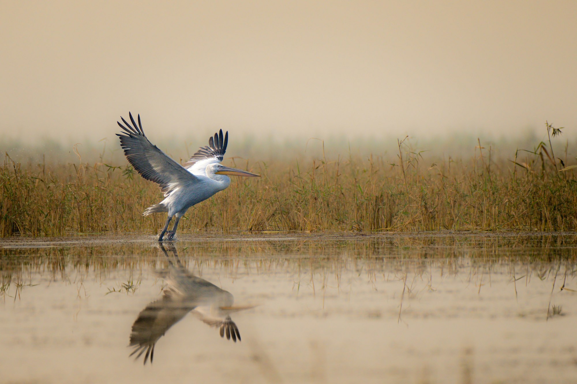 Pelican is taking off from the lake. Nalsarovar Bird Sanctuary, Gujarat, India.