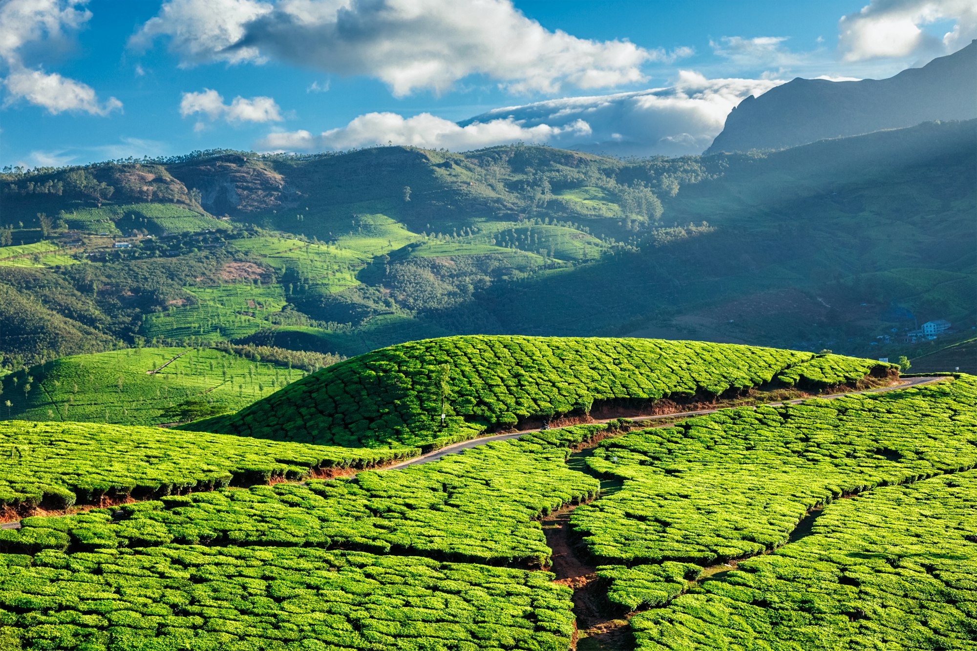 Tea plantations in Kerala, India
