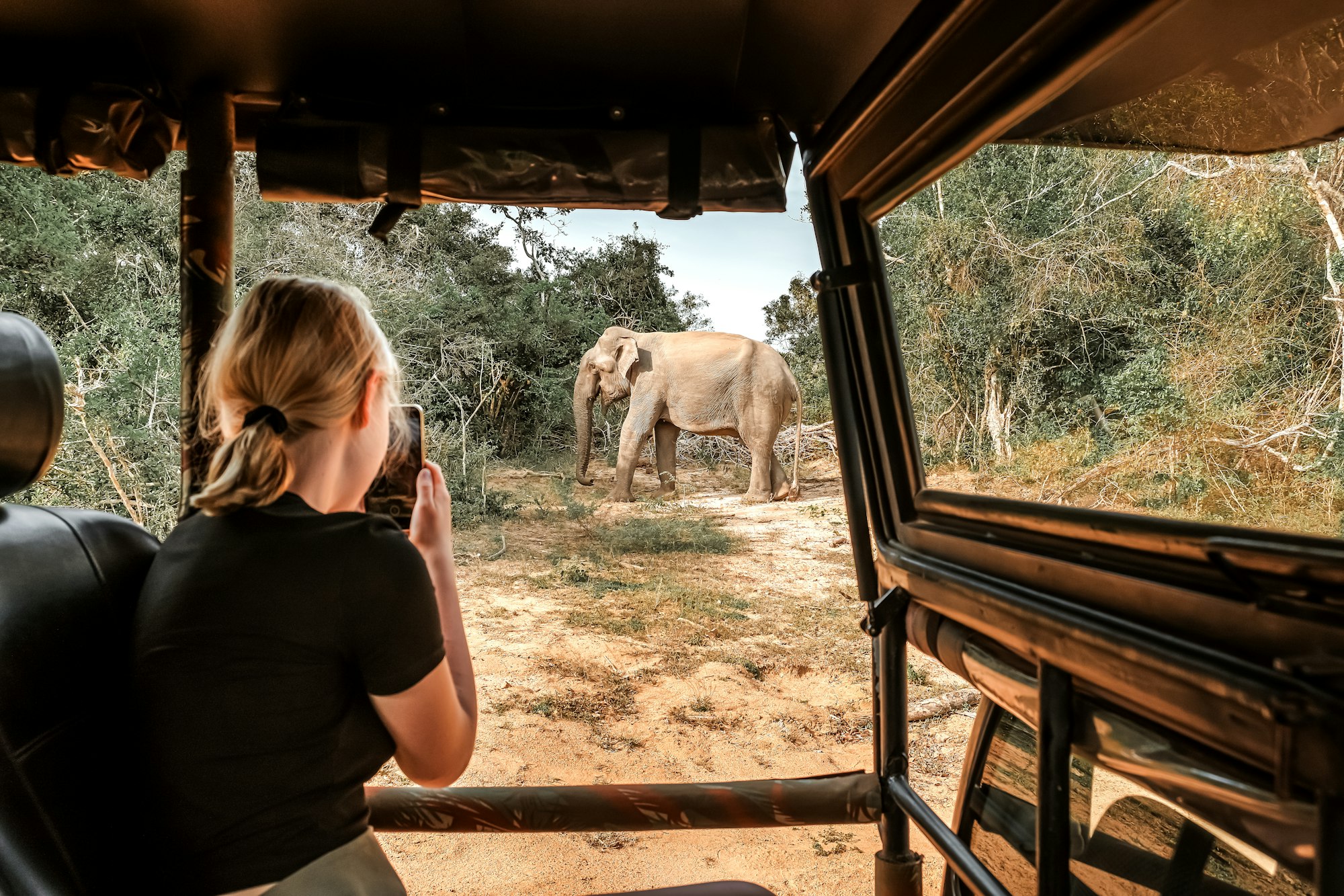 Wildlife safari.Eco travel in the jungle with wild animals elephants.Tropical tourism in the wild li