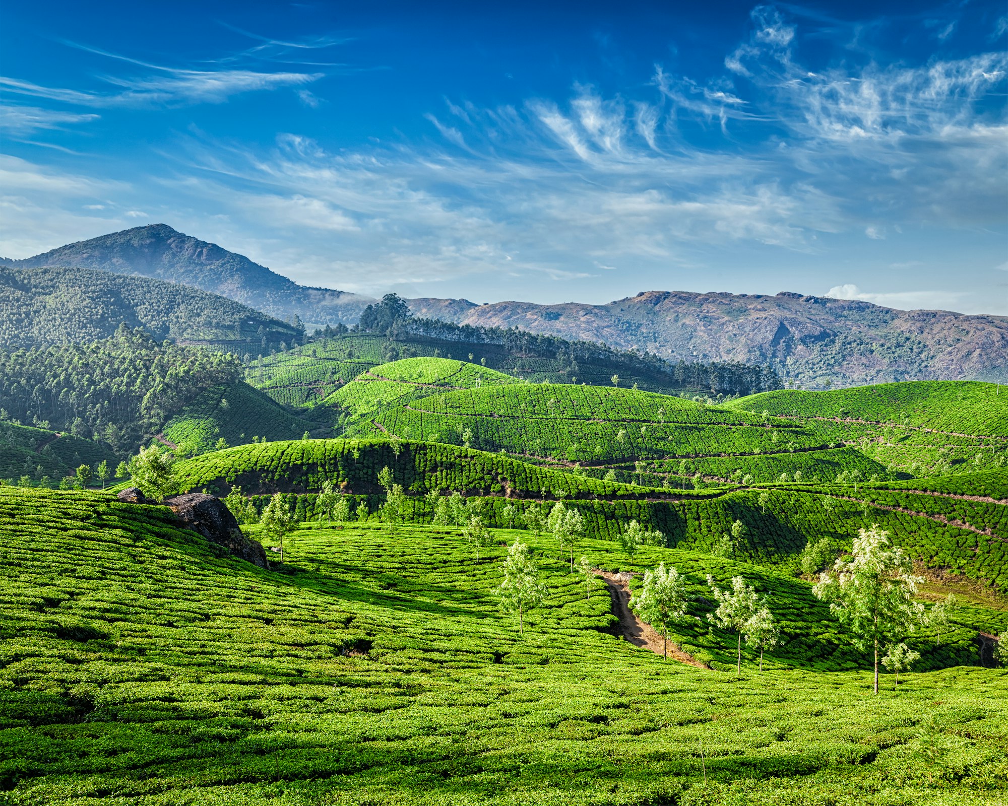 Tea plantations, Munnar, Kerala state, India